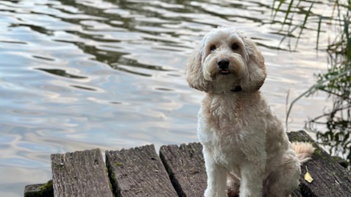 Cockapoo sitting on a wooden jetty with a lake in the background